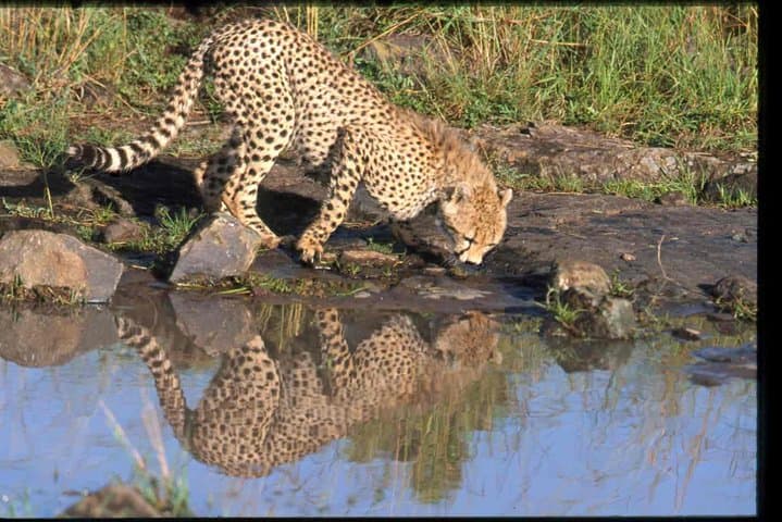 Early Morning Half Day Mini Safari To Nairobi National Park