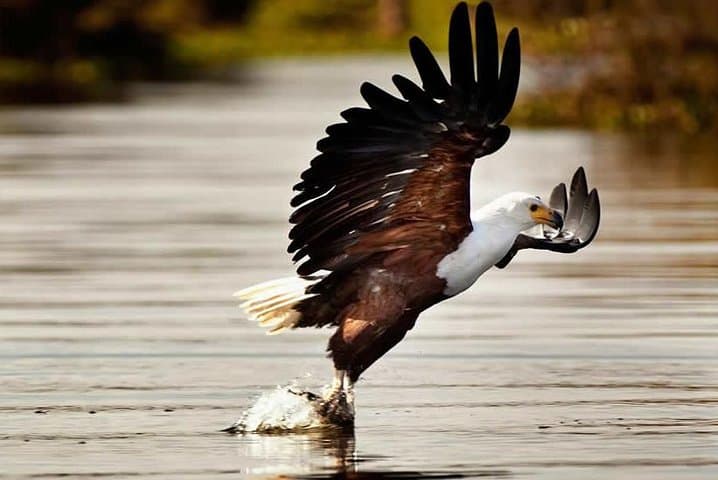 Private Tour to Mount Longonot and Optional Boat Ride on Lake Naivasha