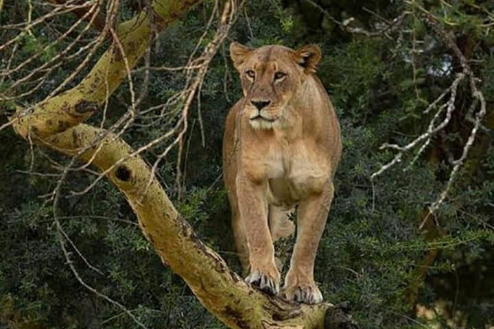Day Tour To Lake Nakuru Park With Optional Boat Ride on Lake Naivasha
