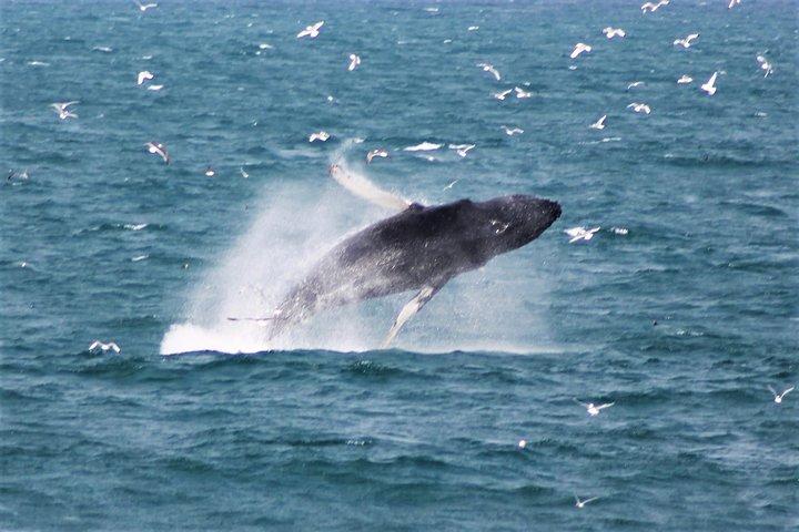 Whale Watching Tour with Professional Guide from Reykjavik