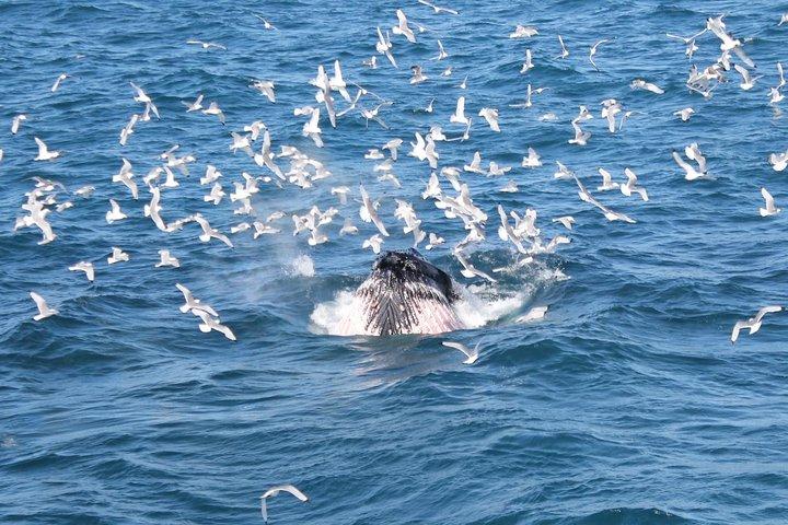 Whale Watching Tour with Professional Guide from Reykjavik