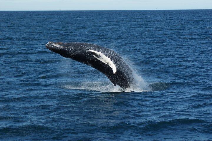 Whale Watching Tour with Professional Guide from Reykjavik