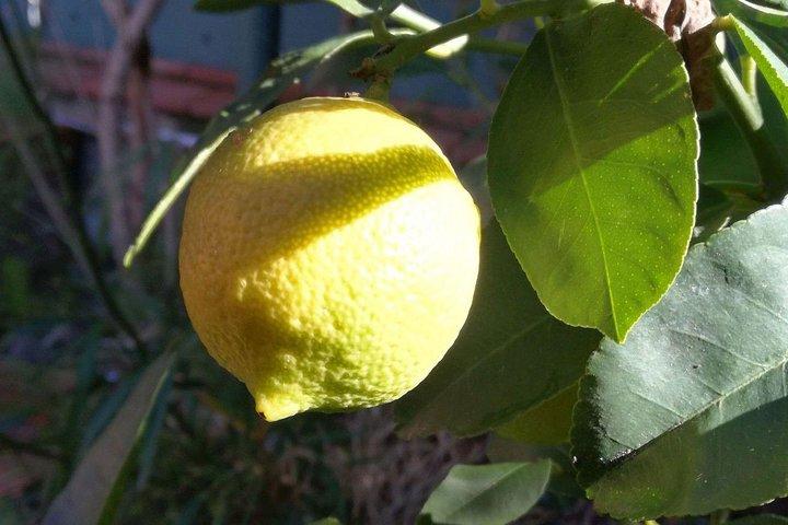 Sicilian Cooking Class in Palermo