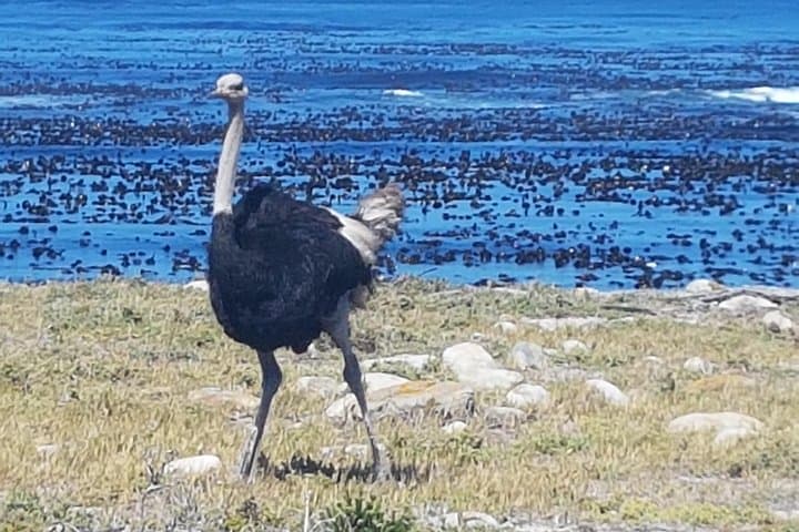 Private Cape Peninsula Tour - Cape Point, Cape of Good Hope sightseeing