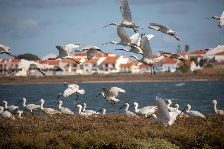 Lisbon : Birdwatching Boat Tour - Tagus Estuary