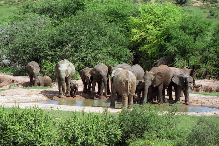 5 Day Cape to Addo Safari - Garden Route Small Group Tour