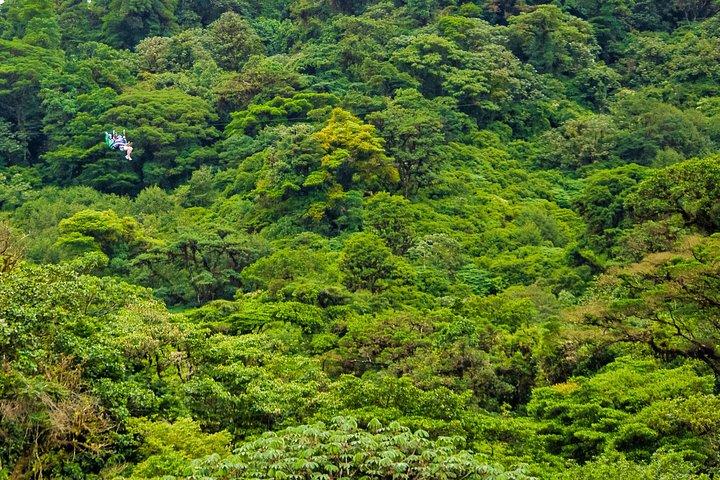 Rainforest Canopy Zipline & Hanging Bridges Tour From Monteverde