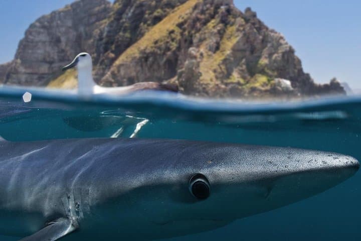 Shark Cage Diving Cape Town
