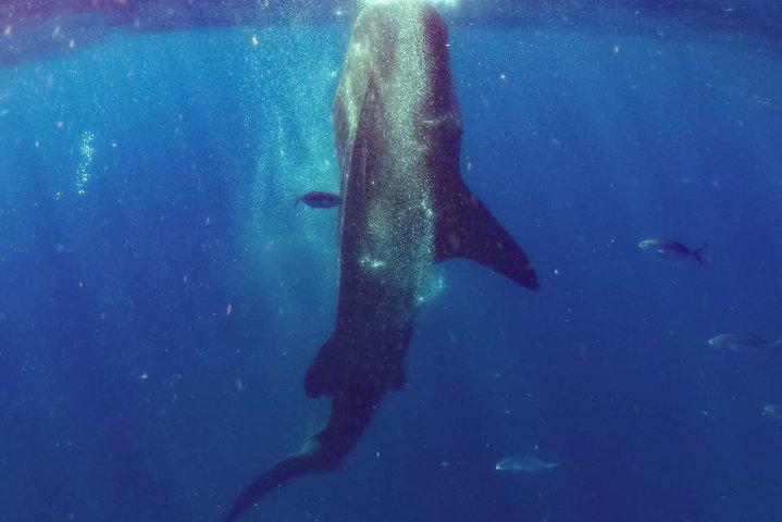 Whale Sharks Small-Group Tour in Cancun and Riviera Maya