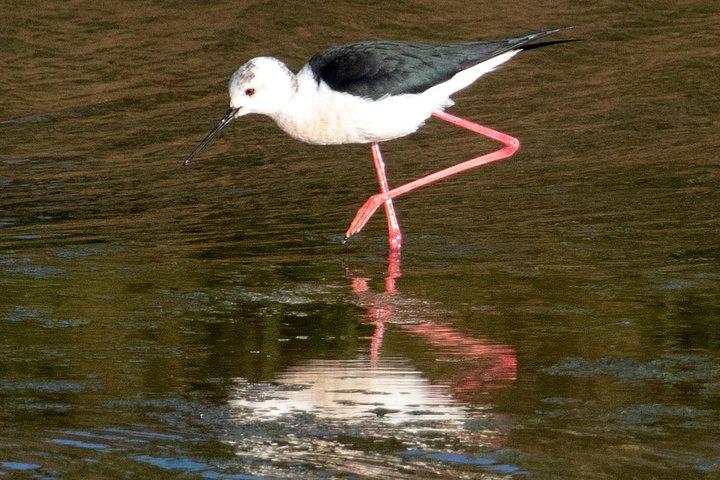 Lisbon : Birdwatching Boat Tour - Tagus Estuary