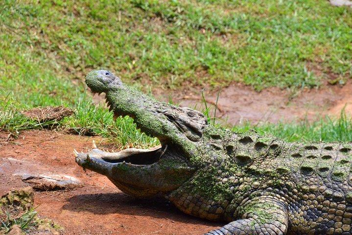 Phezulu Cultural Village & Reptile Park Day Tour from Durban