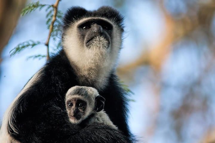 Naivasha Elsamere conservation and Hells Gate Tour From Nairobi