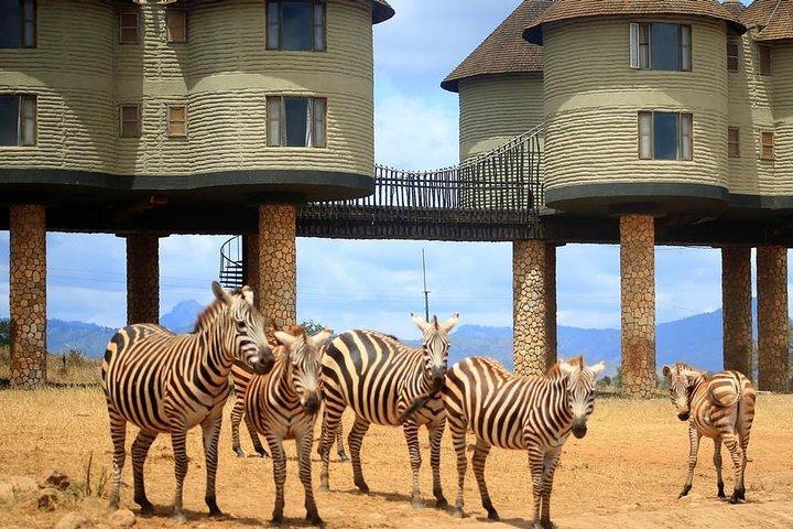 3 Days(2 nights) Tsavo East Tour & Saltlick (Cost based on minimum 2 persons)
