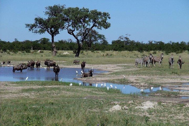 Chobe National Park Full Day Safari + boat cruise(Botswana)