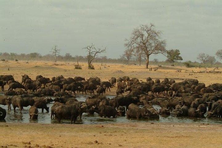 Chobe National Park Full Day Safari + boat cruise(Botswana)