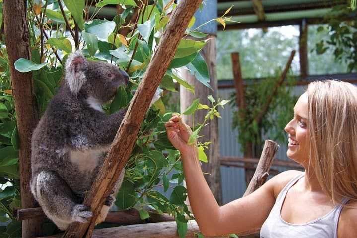 Private Guided Tour: Blue Mountains Tour from Sydney