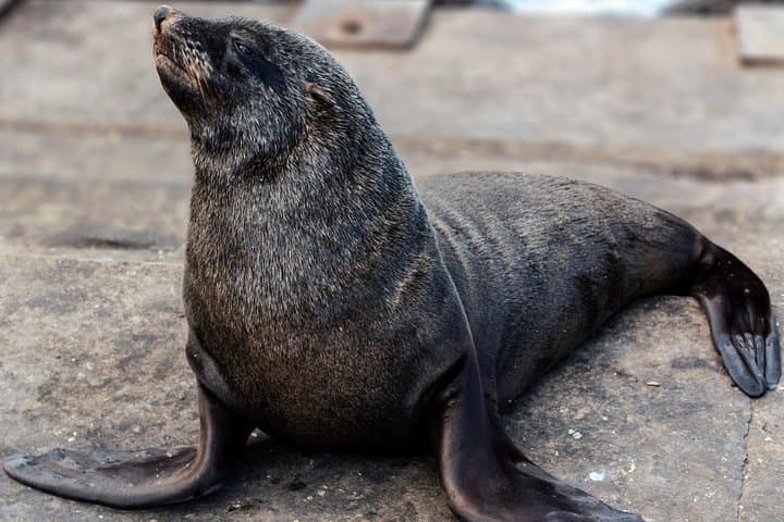 Cape Town: Peninsula, Cape of Good Hope & Boulders Beach Penguins