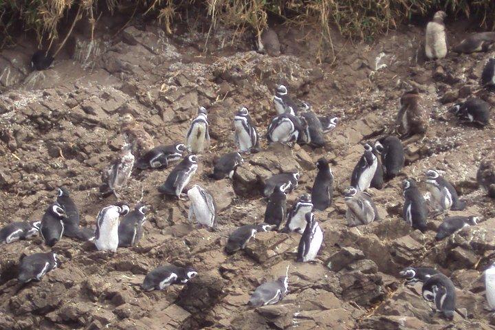 Puerto Montt: Full day Chiloe Island visiting Penguins in Puñihuil
