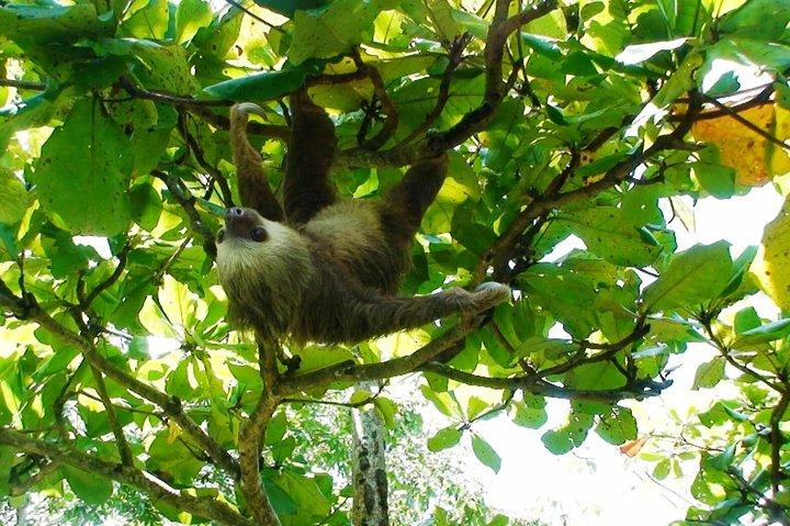 Manuel Antonio National Park Sightseeing and Wildlife Day Tour from San Jose