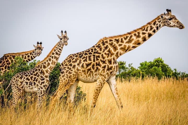 2 Days 1 Night Lake Nakuru National Park Tour