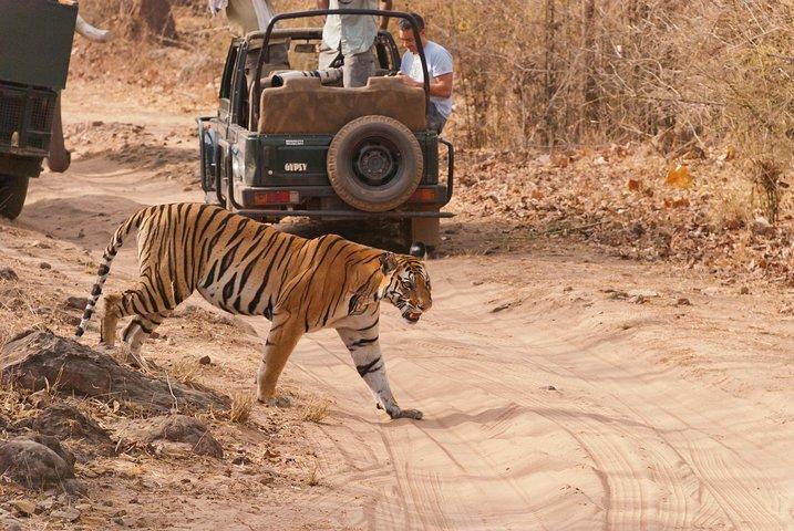 Khajuraho Day Tour: Jungle Safari at Panna National Park and Western and Eastern Temple