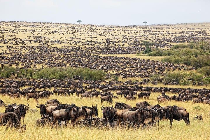 4 Day Masai Mara & Lake Nakuru Group Joining Camping Safari - Daily Departures