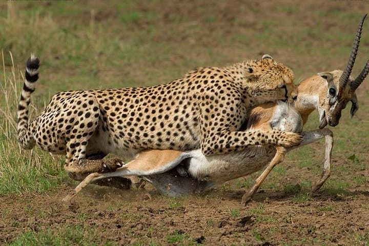 3-Day Masai Mara Flying Luxury Lodge Private Safari