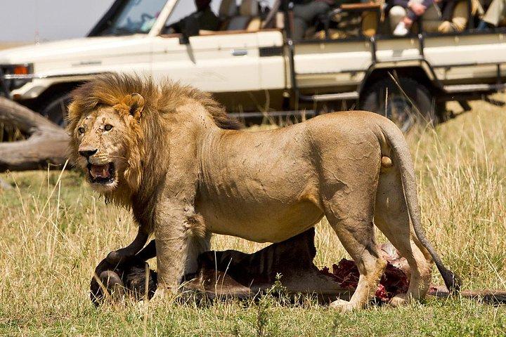 4 Days Masai Mara Lodge Safari on 4x4 Land Cruiser Jeep