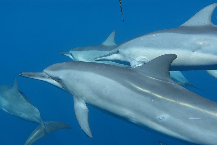 Sea Scooter Snorkeling: Sharks, Stingrays, Turtles & Coral