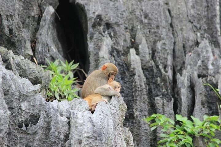 Private Halong Bay In Day