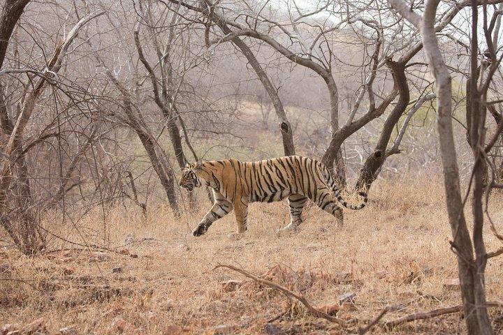 Khajuraho Day Tour: Jungle Safari at Panna National Park and Western and Eastern Temple