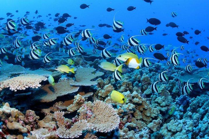 Watamu Marine Park & Sudi Island Mangrove Forest Canoe Ride.With sea food lunch