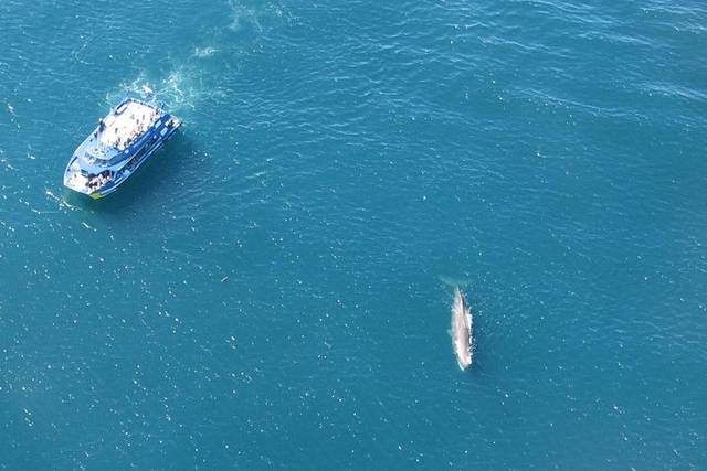 Kaikoura Whales