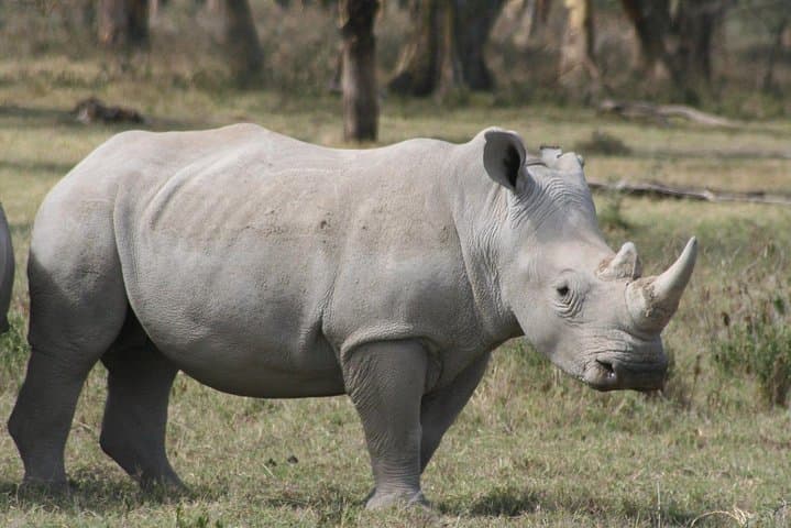 Private 6 Days Aberdares, Lake Nakuru and Masai Mara Wildlife Safari