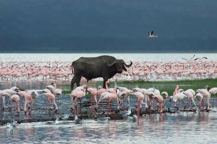 Private 6 Days Aberdares, Lake Nakuru and Masai Mara Wildlife Safari