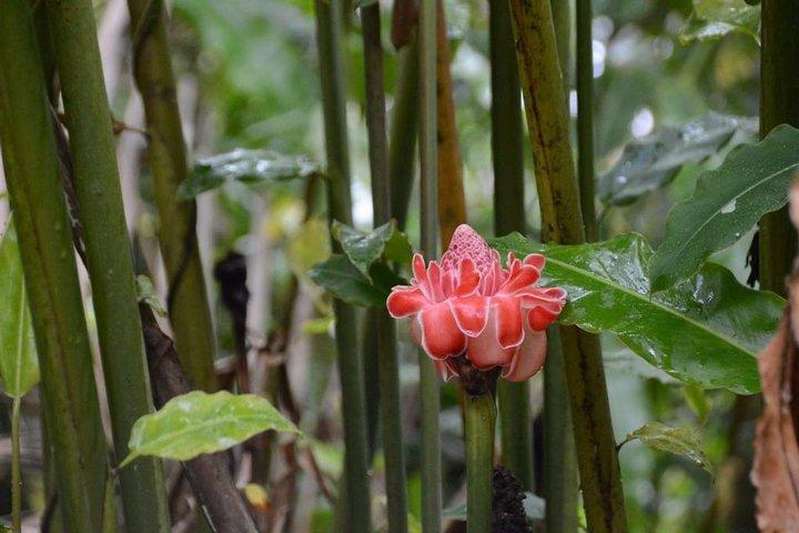 El Yunque Rainforest and Waterfall Guided Tour