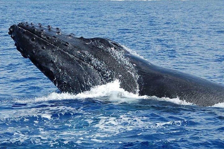Whale Watching On The Big Island