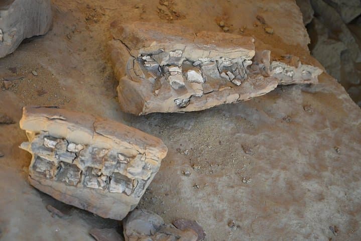 Overnight Trip to Fayyom Oasis, Wadi El-Hitan & Wadi El-Rayyan
