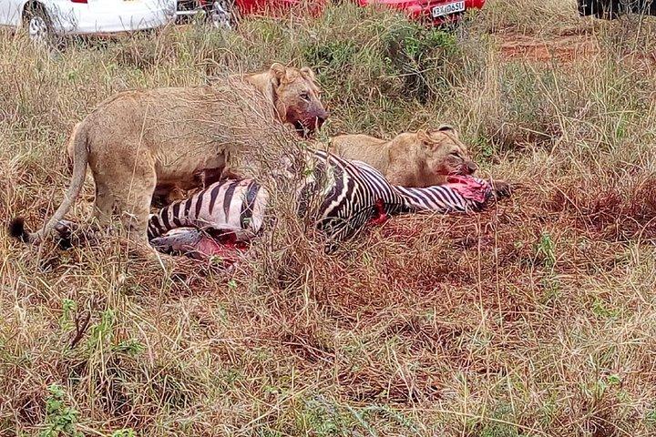 Lake Manyara, Serengeti and Ngoro Ngoro 4 days group joining tour