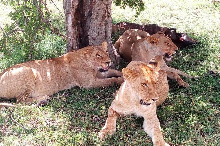 Kenya safari: Maasai Mara, Naivasha, Nakuru & Amboseli Safari