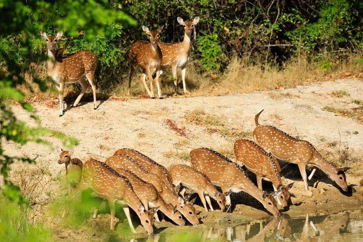 2 Days Tour to Udawalawe & Yala National Park From Colombo