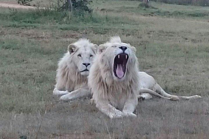 Full-Day Pilanesberg National Park from Johannesburg and Pretoria