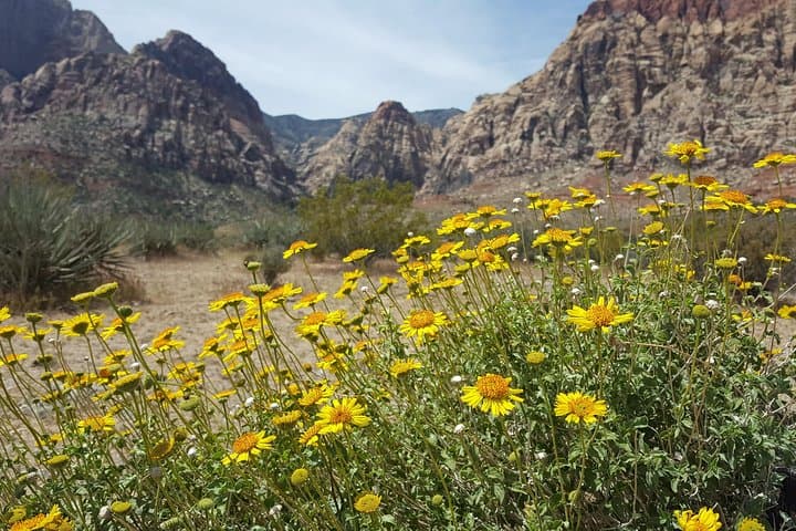 Red Rock Canyon eBike Half-Day Tour