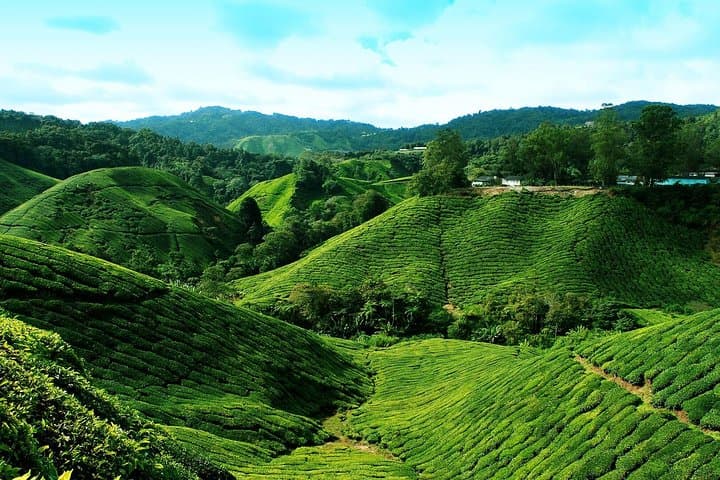Full Day Cameron Highlands Adventure From Kuala Lumpur