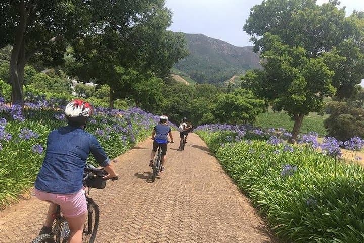 Constantia Hidden Gem Cycle Half Day - Private Tour