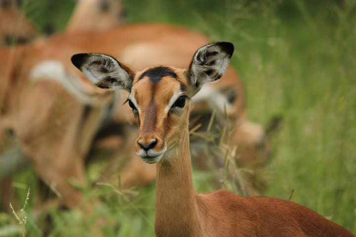 Morning Safari in Kruger National Park from Hazyview (AM KNP)