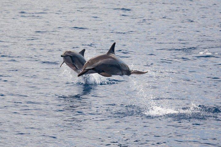 Maui Premium Sunset Dinner Cruise & Whale Watch