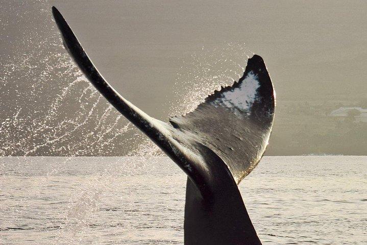 Maui Premium Sunset Dinner Cruise & Whale Watch