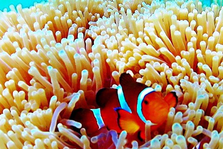 Bintan Snorkeling Tour