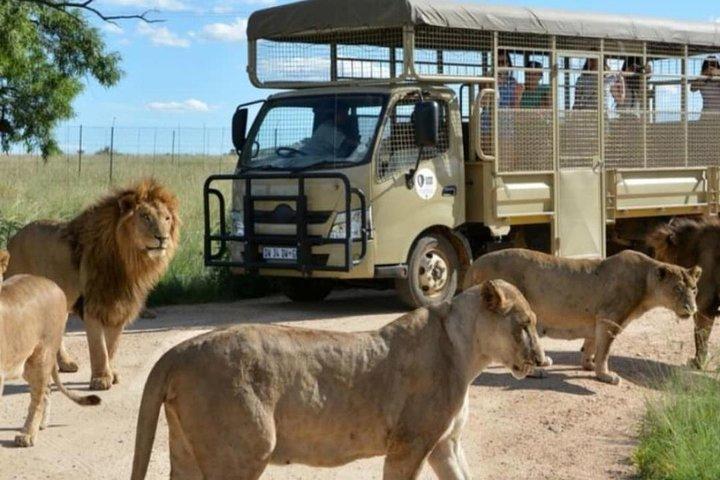 Pilanesberg Nature Reserve & Safari Park Lion Private